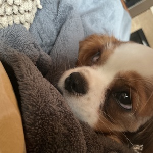 Fundraising Page: Isaac Judy